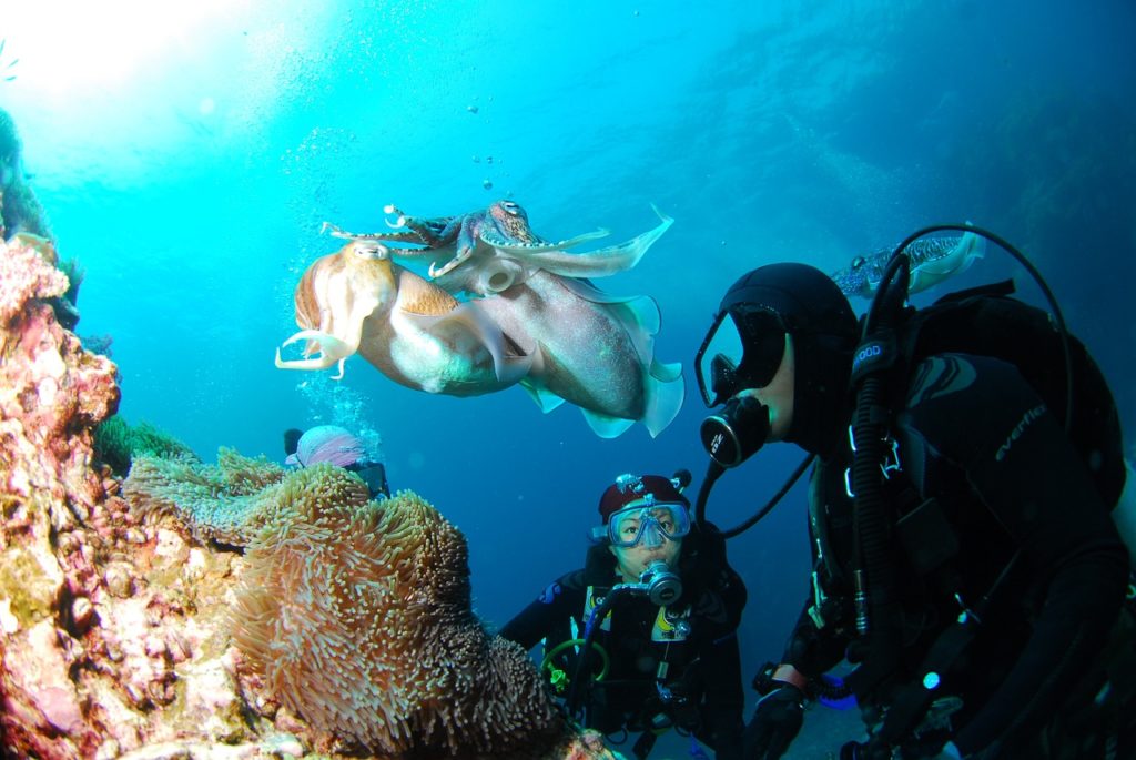 diving, underwater, sea